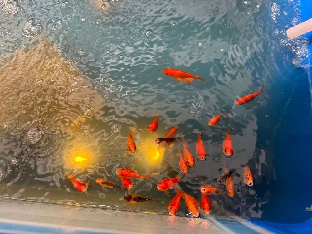 Redefining Agriculture and Education with Dr. Lopez Mobile Hydroponic Farms